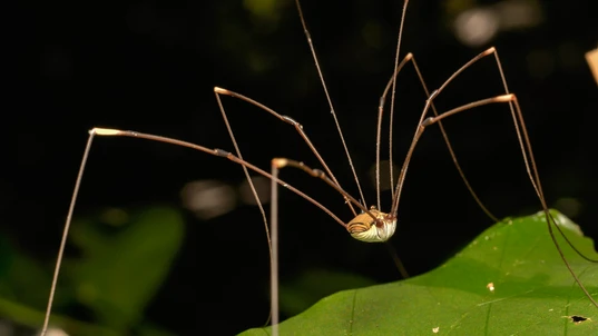 A Daddy-long-legs spider sitting on a green leaf